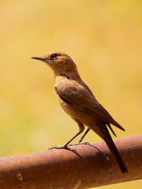 Brown bird by a yellow background