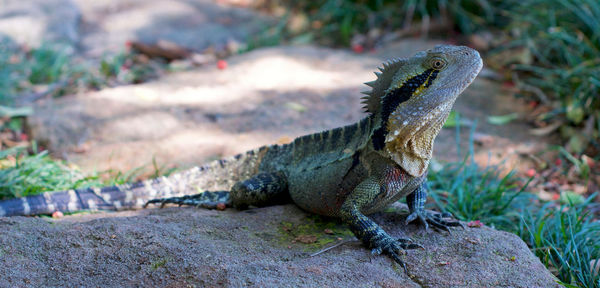 Close-up of lizard on rock