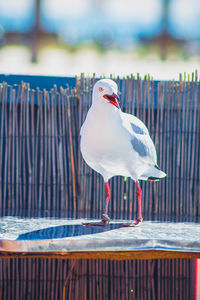 Seagull perching on railing against sea