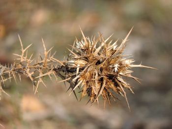 Close-up of plant