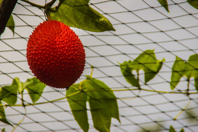 Close-up of red plant hanging on chainlink fence
