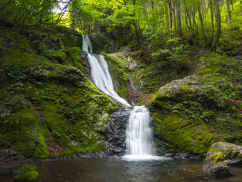 Scenic view of waterfall in forest