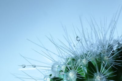 Close-up of flowers against clear sky