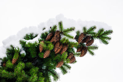 Low angle view of pine tree against sky