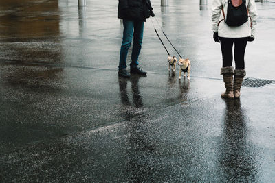 Low section of woman with dogs walking on wet street