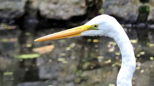 Close-up of great egret