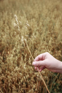 Close-up of hand holding plant