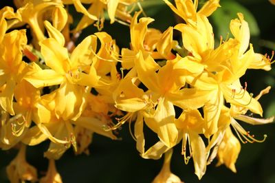 Close-up of yellow flower