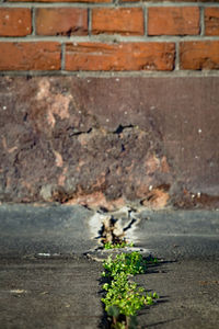 Close-up of plants on brick wall