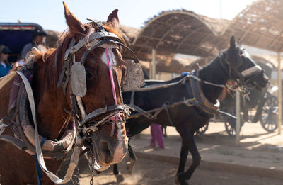 Selective focus of brown and white horse head with old and traditional reins pulling a carriage in