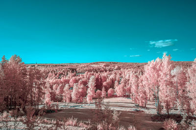 Panoramic shot of plants on landscape against clear blue sky