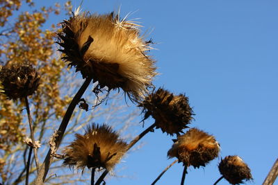 Low angle view of flowering plant against sky