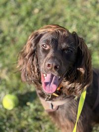 Close-up of a spaniel 