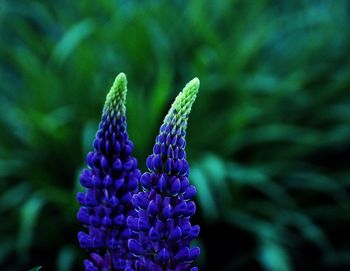 Close-up of purple flower blooming outdoors