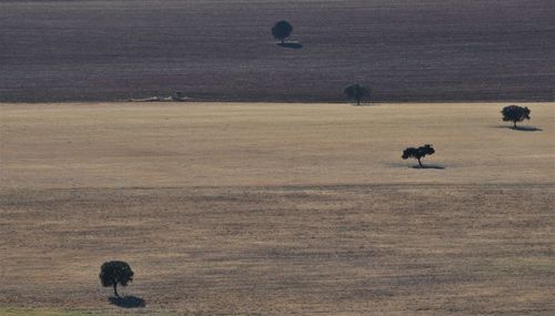 Horse on field