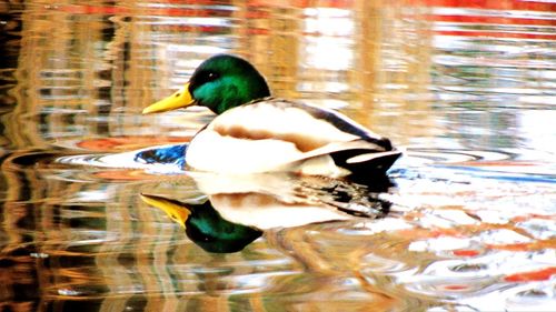 Close-up of mallard duck swimming on lake