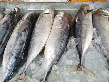 Fish for sale in market