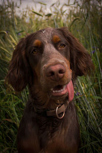 Close-up portrait of a dog on field