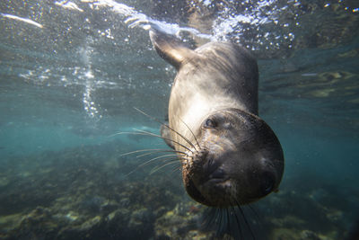 A sea lion gets close to the camera underwater in espiritu santo.