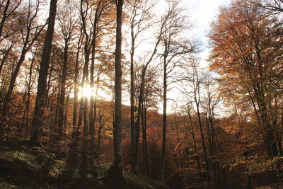 Trees in forest during autumn