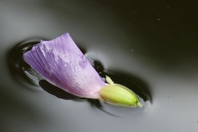 Close-up of purple water lily