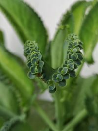 Close-up of succulent plant