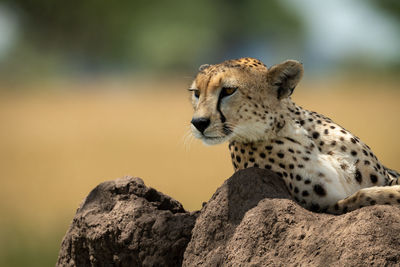 Close-up of cheetah sitting on rock