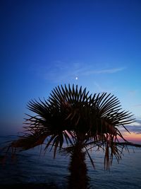 Palm tree by sea against blue sky