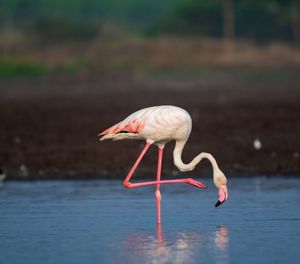 Flamingo bhigwan