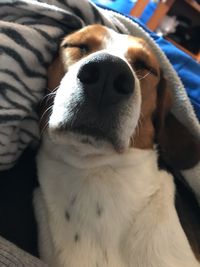 Close-up of a dog resting at home