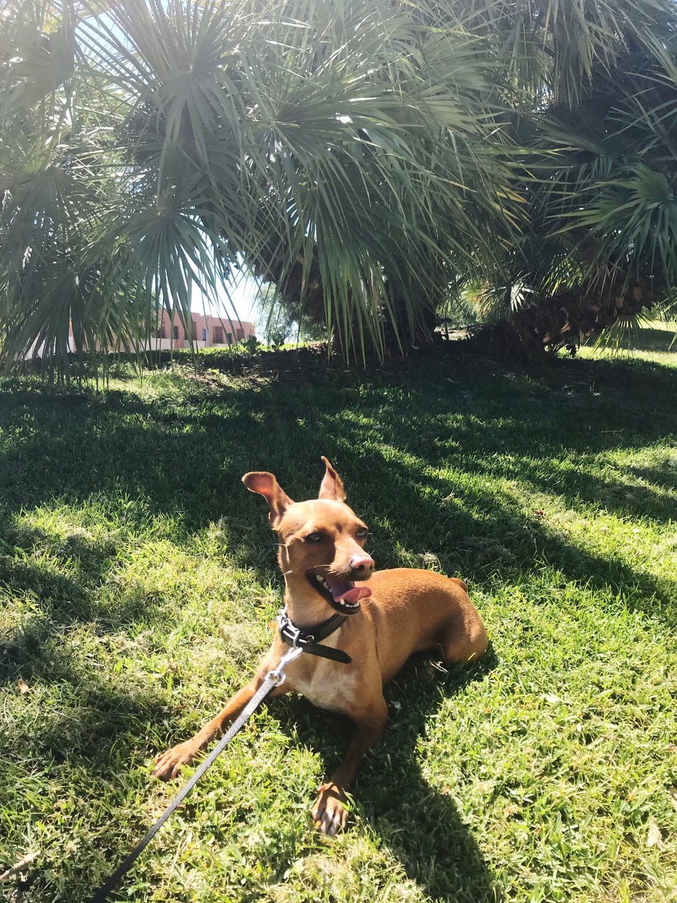 DOG ON THE FIELD