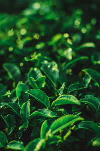 High angle view of plants growing on field