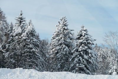 Snow covered pine trees in forest against sky