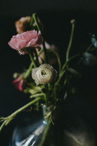 Close-up of rose plant