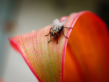 Close-up of insect on flower