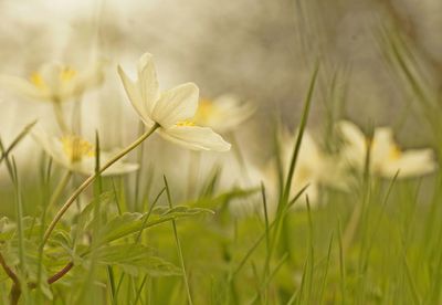 Close-up of white flowering plant on field