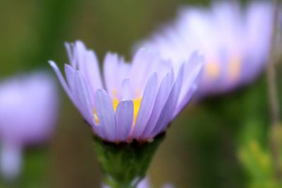 Close-up of purple crocus flower