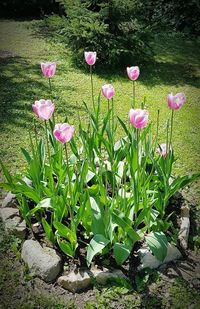 Close-up of pink flowering plant