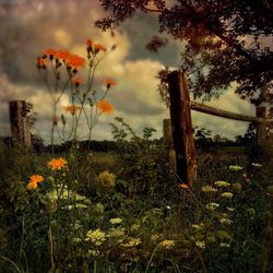 Close-up of flowers blooming on field against sky