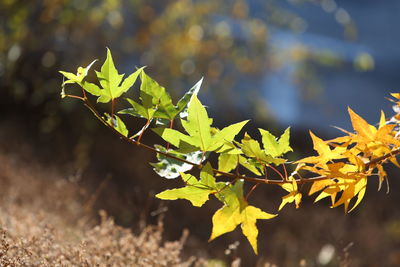 Close-up of maple leaves on plant during autumn