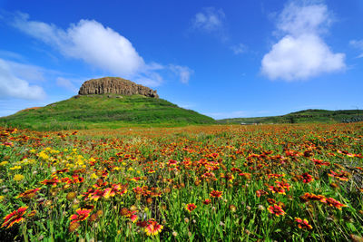 View of flowers growing in field against cloudy sky