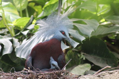 Close-up of a bird perching on plant