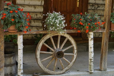 View of potted plants on wooden wall