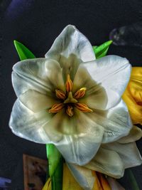 Close-up of yellow flower blooming indoors