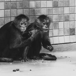 primate