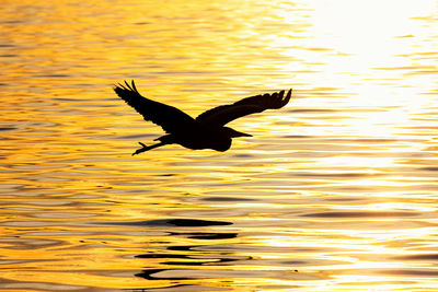 Bird flying over lake