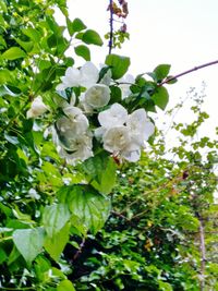 Low angle view of white flowers blooming in park