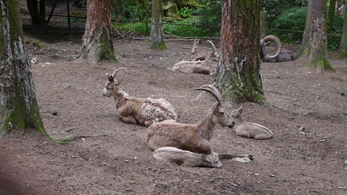 Sheep relaxing on tree trunk