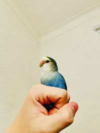 Person hand holding bird