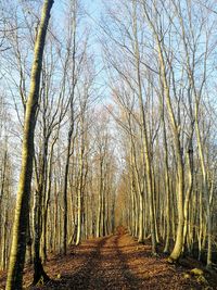 Bare trees in forest